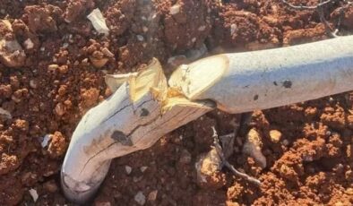 10 YILLIK 450 CEVİZ BİR GECEDE KATLEDİLDİ