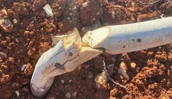 10 YILLIK 450 CEVİZ BİR GECEDE KATLEDİLDİ