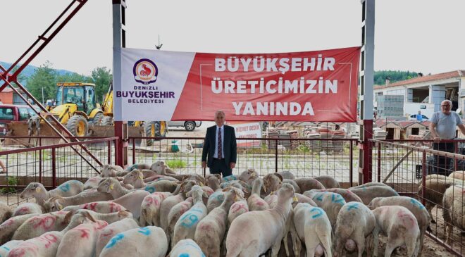 BÜYÜKŞEHİRİN DAMIZLIK KOÇ VE TEKE DAĞITIMI BAŞLADI