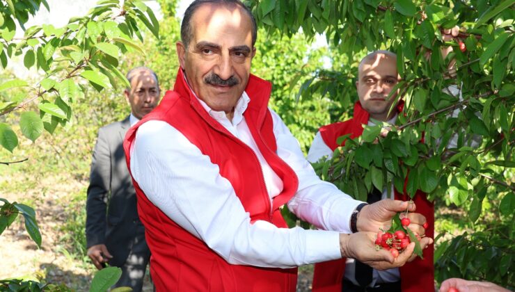 KİRAZ İHRACATINDA HEDEF 250 MİLYON DOLAR