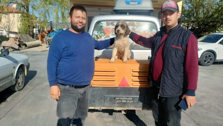 TRÜF MANTARI AVCISI ‘RADAR’ BULUNDU