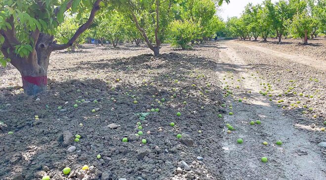 HASADA GÜN SAYAN ERİK ÜRETİCİSİNİ FIRTINA VURDU