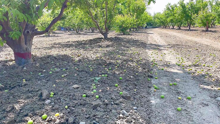 HASADA GÜN SAYAN ERİK ÜRETİCİSİNİ FIRTINA VURDU