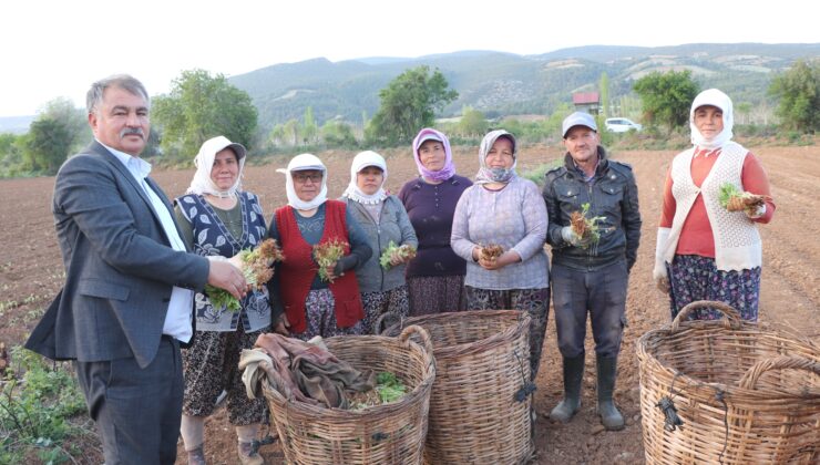 TÜTÜN AMBARI DENİZLİ’DE FİDELER TOPRAKLA BULUŞTU