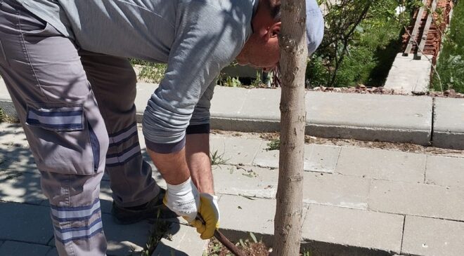 ÇAMELİ BELEDİYESİ KALDIRIM VE AĞAÇLARI BAKIMA ALDI