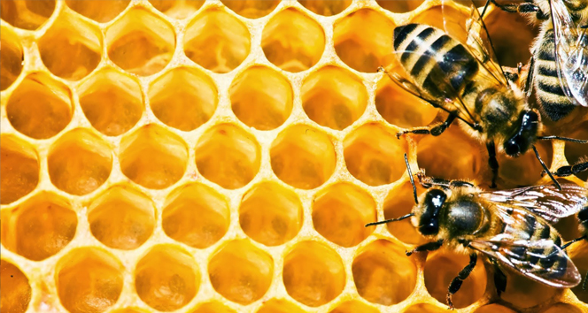 TÜRKİYE ARICILIK HARİTASI 2023 VERİLERİ İLE GÜNCELLENDİ