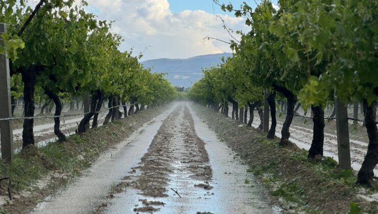 DOLU YAĞIŞI ÜZÜM BAĞLARINI VURDU