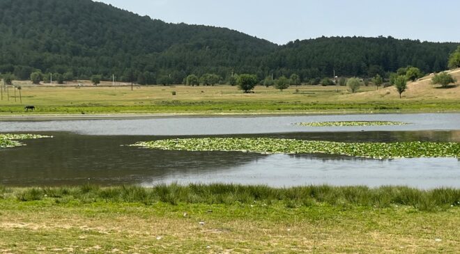 SÜLEYMANLI YAYLA GÖLÜNDE NİLÜFER ŞÖLENİ BAŞLADI