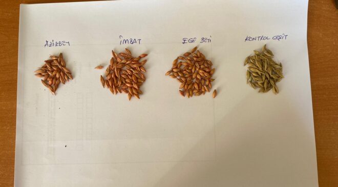 ARPA’DA ÜÇ ÇEŞİT BİRDEN ÇİFTÇİNİN YÜZÜNÜ GÜLDÜRDÜ