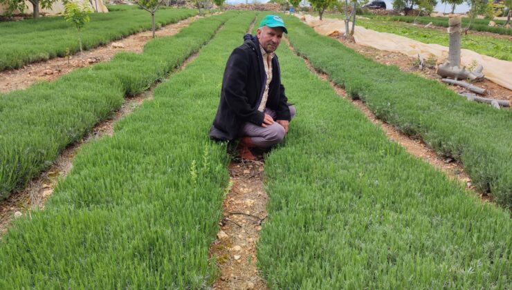 TÜRKİYE’NİN FİDANI GÖZLER’DE ÜRETİLİYOR