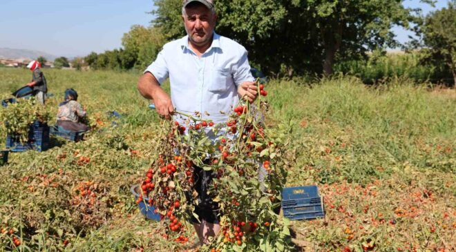 DOMATESTE SALÇALIK ÜZDÜ, SOFRALIK VE İHRACAT SEVİNDİRDİ