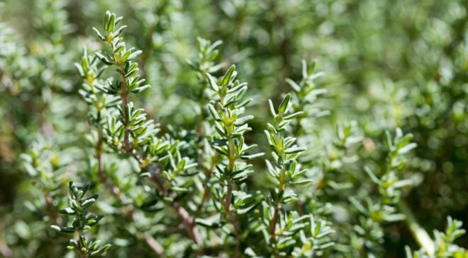 DÜNYA YEMEKLERİNİN BAHARATLARI TÜRKİYE’DEN