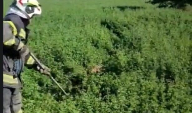 5 METRELİK KUYUYA DÜŞEN YAVRU TİLKİ KURTARILDI