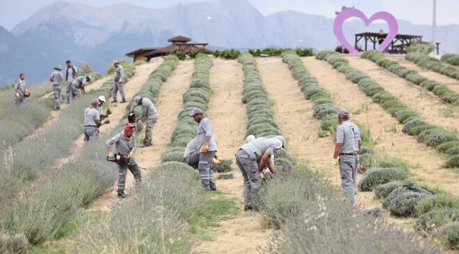 MERKEZEFENDİ’NİN MOR GÜZELLİĞİNDE HASAT TAMAMLANDI