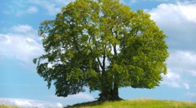 Öğretmenler Günü’nde Fidanlarla Geleceğe Nefes olun! 