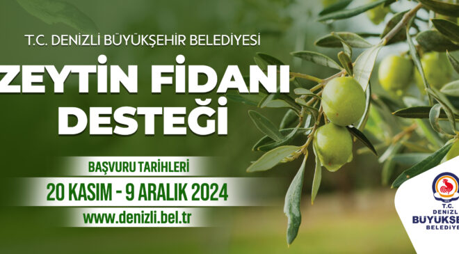 Büyükşehir’den çiftçilere 50 bin zeytin fidanı 