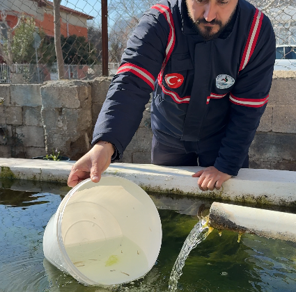 PAMUKKALE BELEDİYESİ’NDEN SİVRİSİNEKLE MÜCADELEDE BALIKLI YÖNTEM
