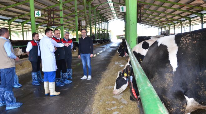 2025 Yılı İlkbahar Şap Hastalığı Aşılama Kampanyası Başladı