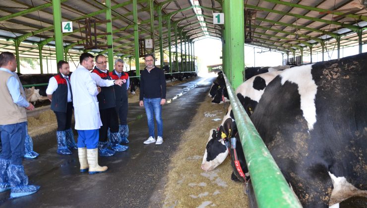 2025 Yılı İlkbahar Şap Hastalığı Aşılama Kampanyası Başladı