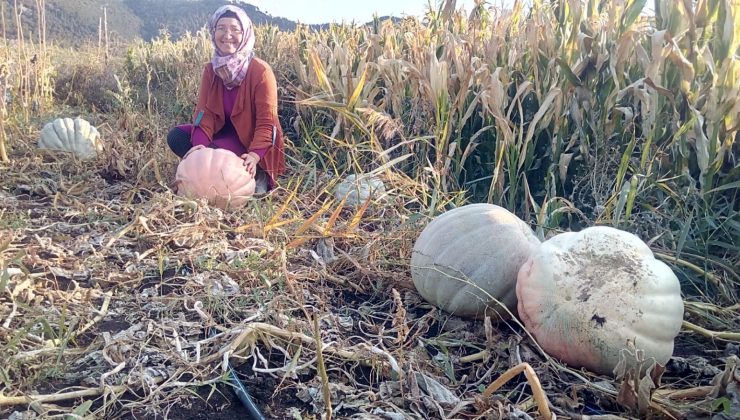 ANNEANNESİNİN SANDIĞINDAN ÇIKAN TOHUMLAR DEV BAL KABAĞI OLDU