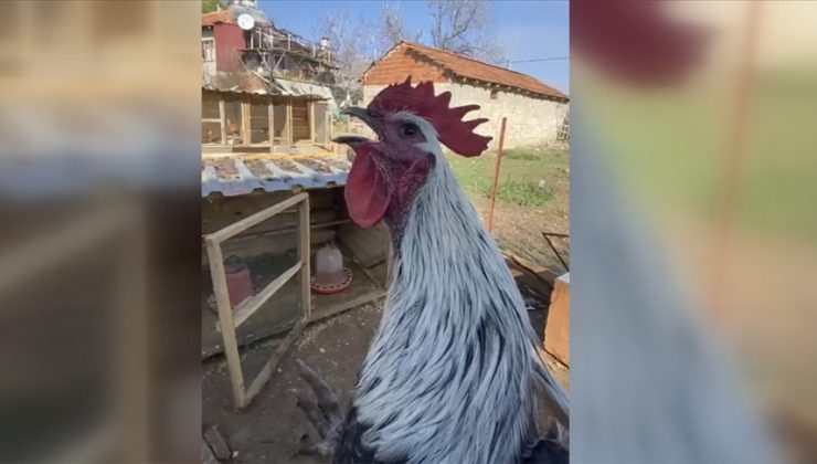 Denizli’de öterken bayılan horozun videosu sosyal medyada ilgi gördü