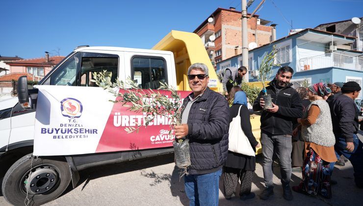 Denizli Büyükşehir’den zeytin fidanı seferberliği