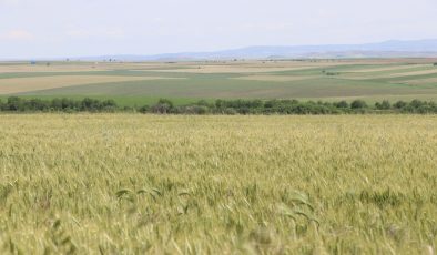 Türkiye’de Buğday Krizi Büyüyor: 44 İlde Üretim Azaldı!