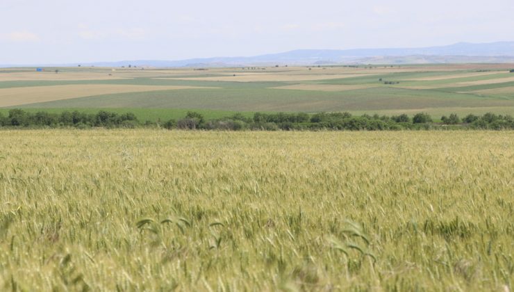 Türkiye’de Buğday Krizi Büyüyor: 44 İlde Üretim Azaldı!